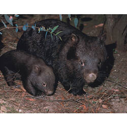 An adult and a young Common Wombat standing on leaf litter.