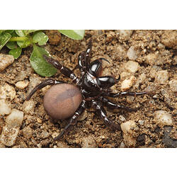 A Mouse Spider on soil and pebbles.