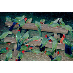 A large flock of Australian King Parrots, eating seed on and around a picnic table.