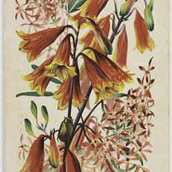 Greeting Card - SS Stratheden, Australian Native Flora (blank)