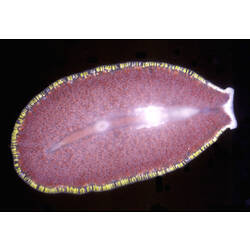 Ventral view of flatworm.