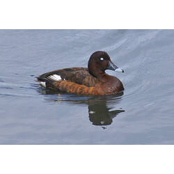 A Hardhead (duck) swimming in water.