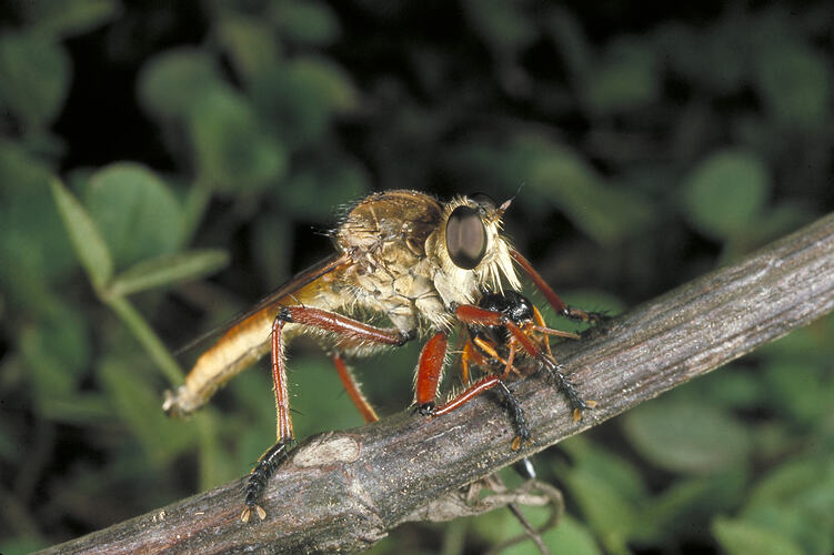 A Robber Fly on a plant stem.