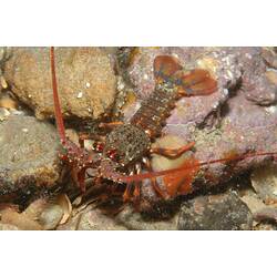 Young Southern Rock lobster on pebbles