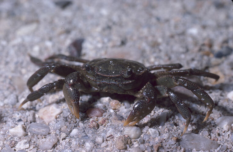 Red-spotted Shore Crab on coarse sand