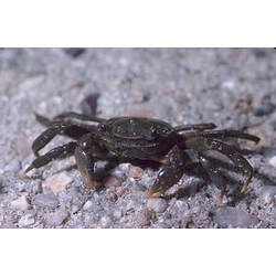 <em>Paragrapsus gaimardii</em> (Milne Edwards, 1837), Red-spotted Shore Crab