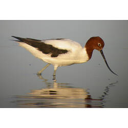 A Red-necked Avocet walking through shallow water.