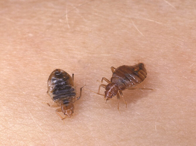 Two Bed Bugs on human skin.