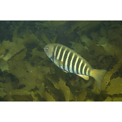 A zebra-striped fish, the Zebrafish, swimming above seaweed.