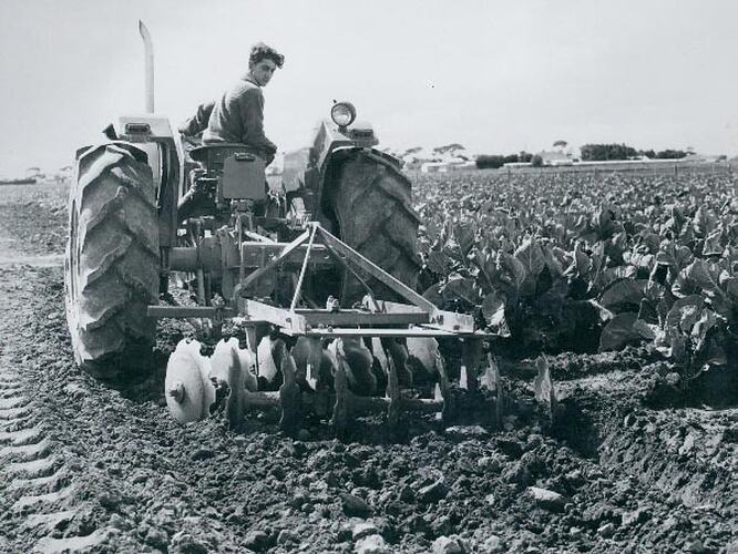 Rear view of a man driving a tractor coupled to a disc harrow in a field of cabbages.