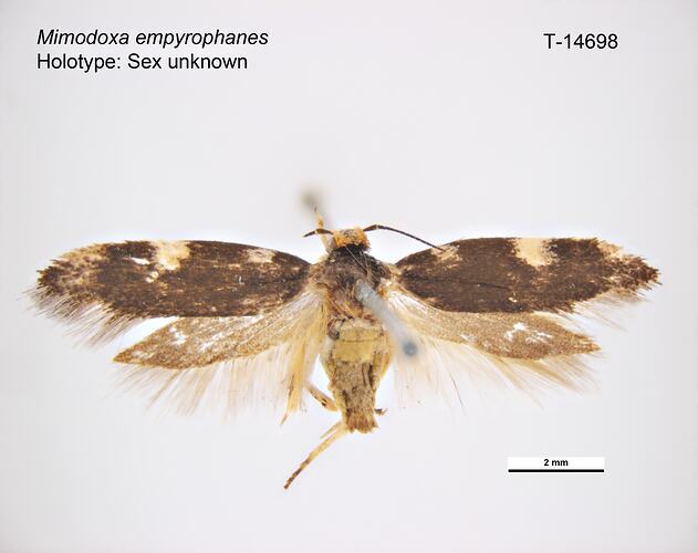 Moth specimen, dorsal view.