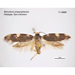 Moth specimen, dorsal view.