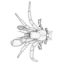 Line drawing of front of hermit crab.