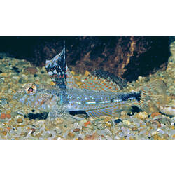 Sailfin fish above gravelly seabed,