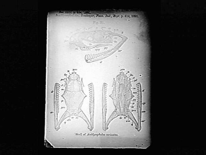 Book page showing illustrations of snake skulls.