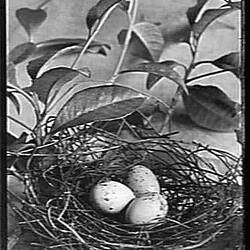 Glass Negative - Nest of the Fig-Bird, by A.J. Campbell, Australia, circa 1895