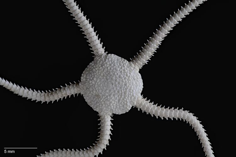 Dorasl view of brittle star with circular central disc and five narrow arms.