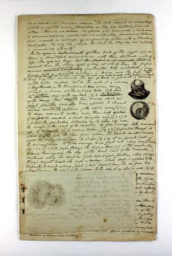 Handwritten manuscript about owls eyes