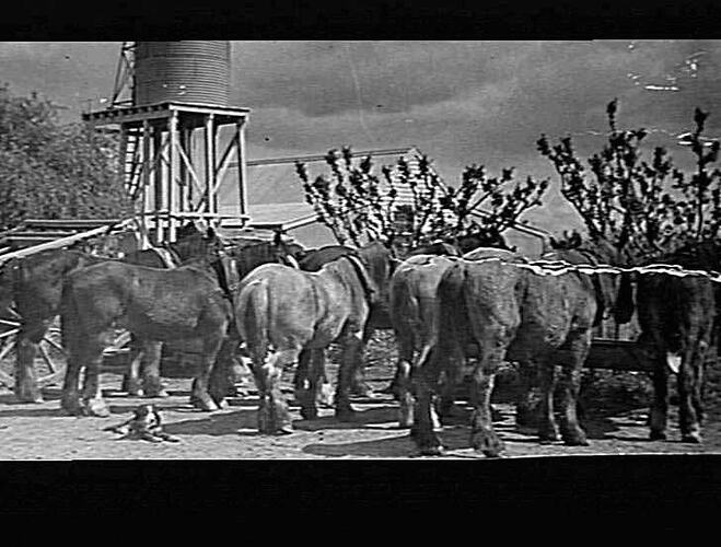 MERRIGUM - PITTS HORSES AND TANK STAND