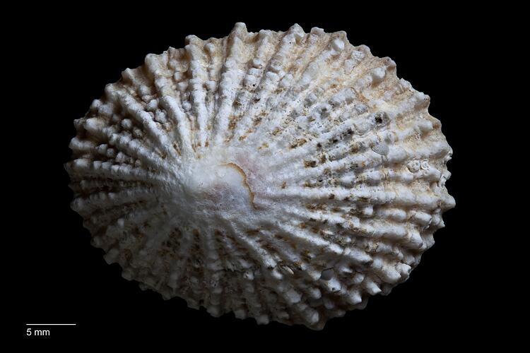 Dorsal view of ribbed, cream limpet shell.