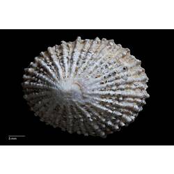 Dorsal view of ribbed, cream limpet shell.