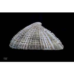 Side view of limpet shell with obvious reticulate sculpture.