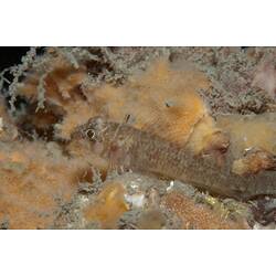 <em>Trinorfolkia clarkei</em>, Clark's Threefin. Mornington Jetty, Port Phillip, Victoria.