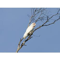 White cockatoo sitting on bare branch.
