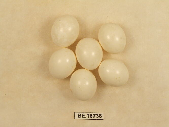 Six bird eggs with specimen label.