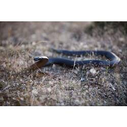 <em>Pseudechis porphyriacus</em>, Red-bellied Black Snake. Grampians National Park, Victoria.