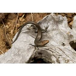 Dorsal view of bronze skink on wood.
