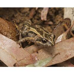 Brown frog with lighter markings on leaf.