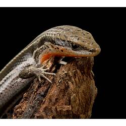 Brown striped lizard with red throat on wood.
