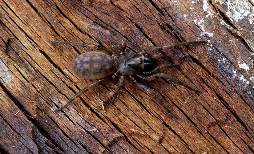 Trapdoor Spider.