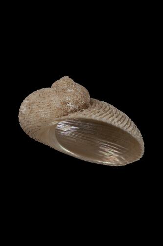 <em>Granata imbricata</em>, Imbricated False Ear Shell, shell.  Registration no. F 179993.