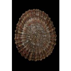 <em>Cellana tramoserica</em>, Common Limpet, shell.  Registration no. F 178964.