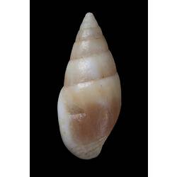 <em>Mitrella (Dentimitrella) austrina</em>, marine snail, shell.  Registration no. F 179295.