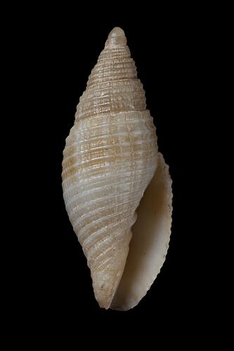 <em>Domiporta strangei</em>, miter shell, shell.  Registration no. F 179279.