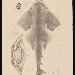 Lithographic proof - black and white of an Australian Angelshark, Squatina australis Regan, from Victoria, Hobson's Bay, by Frederick Schoenfeld