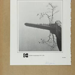 Tree on cliff, black and white photo in a scrapbook.