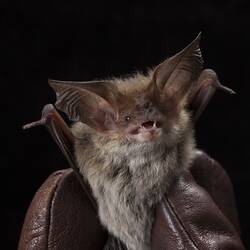Bat with large ears held in leather-gloved hands.