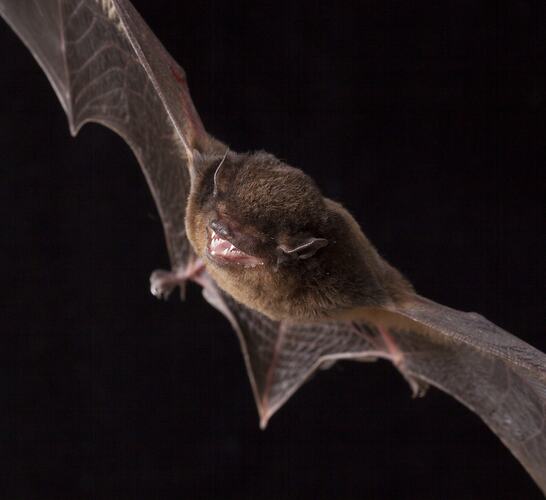 Small brown bat, wings spread.