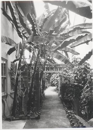 Tropical garden path and neighbouring building.