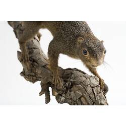 Taxidermied squirrel specimen mounted to a branch, head detail.