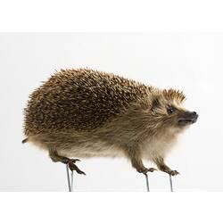 Taxidermied hedgehog specimen.