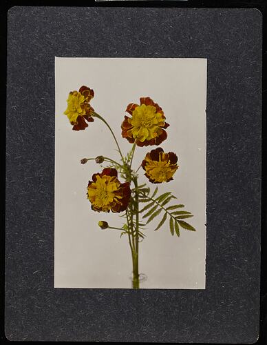 Still life of orange and red marigold flowers.