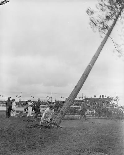 Tree Felling Demonstration, Man Using Chainsaw, Royal Melbourne Show, Flemington, Victoria, 19 Sep 1959