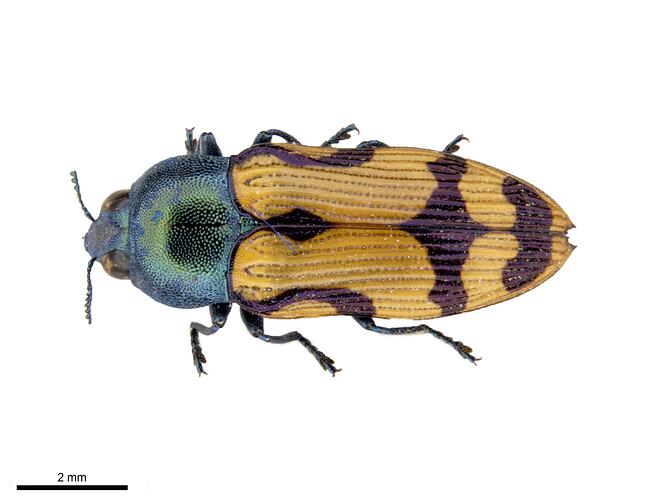 Pinned yellow, blue and burgandy jewel beetle specimen, dorsal view.