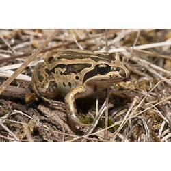 Brown blotched frog on dark ground.
