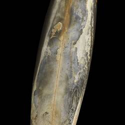 Grey and cream straight belemnite fossil.